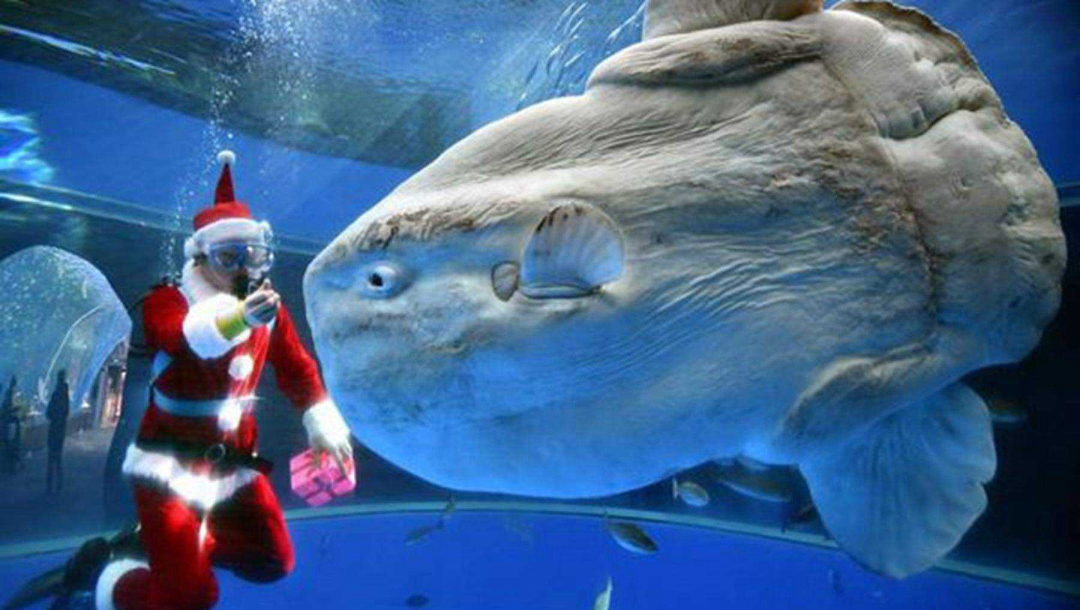 走近世界上最大的硬骨鱼