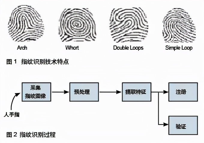 你双手指纹有几个螺，几个簸箕？手上“螺越多越富贵”是真的吗？