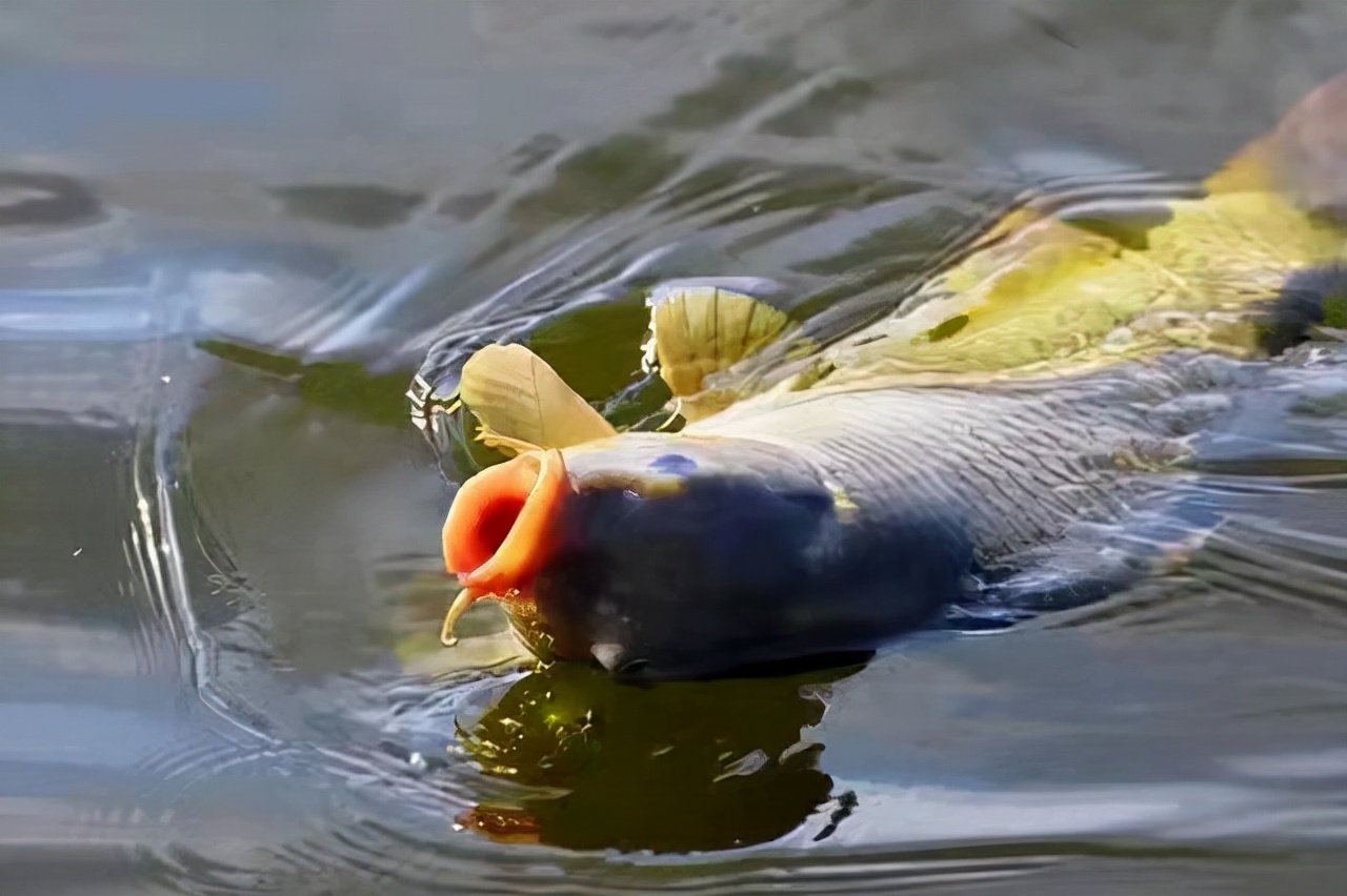 结语这李满仓李员外是个爱鱼之人,只是他的这种爱是一种强制性的爱.