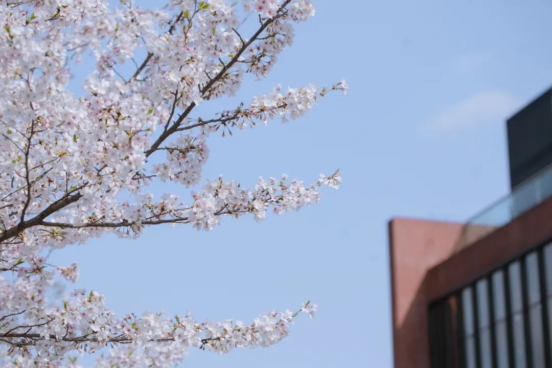 浙大樱雨，许你浪漫春光！每一张都可以做壁纸