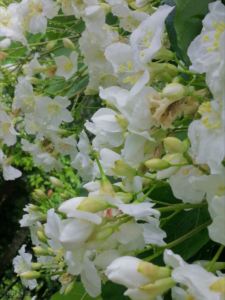 一花一叶一世界，携一缕阳光、时光清浅；悦一路繁花、岁月静美