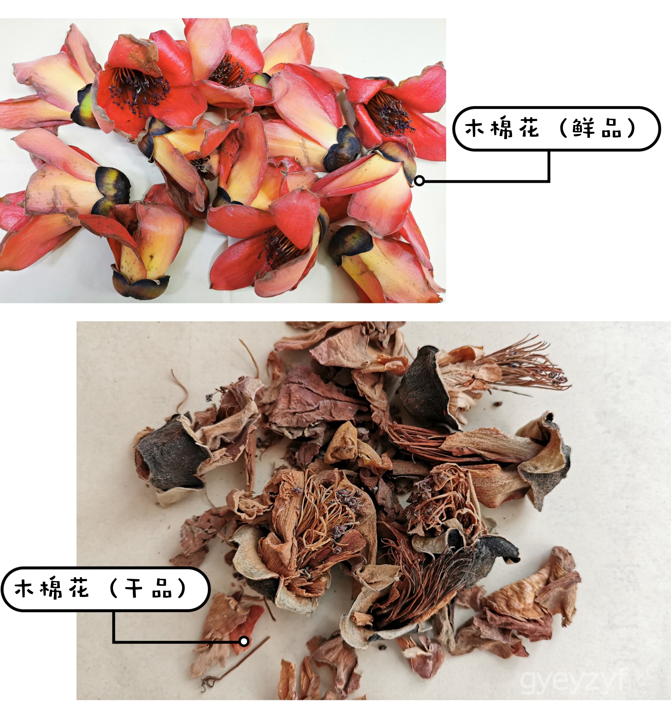 送你一朵小红花，助你祛湿又健康