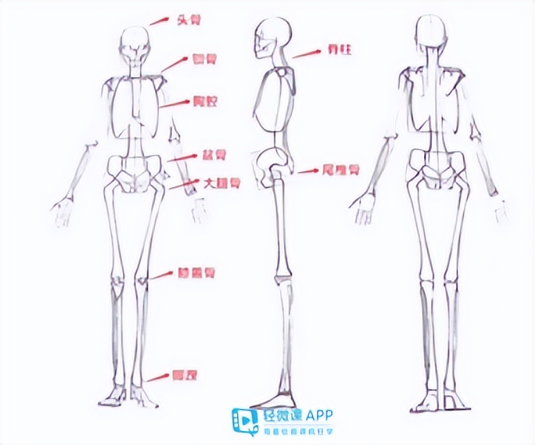 初学者怎么画人体躯干？人体躯干比例画法练习