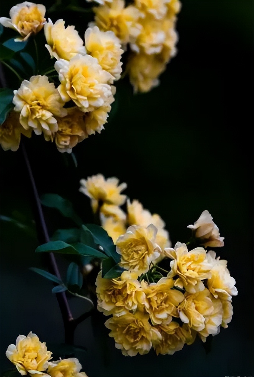 木香花开 繁花如瀑，古诗词里的木香花，花开似海，香气迷人