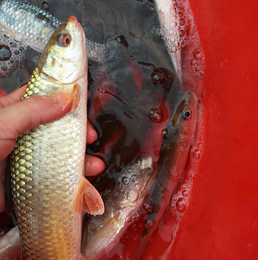 俗称"野草鱼",过去河中随便抓,如今野生少见,运气好才能吃到