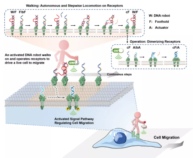 开发DNA分子机器人！他任职湖南985，成果有望应用于肿瘤、糖尿病等疾病治疗！