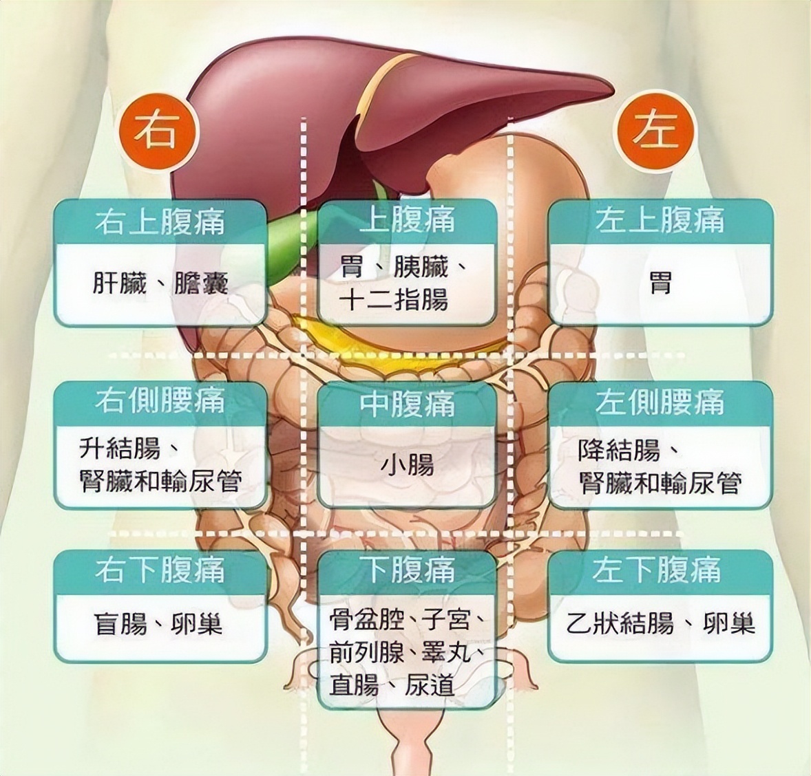 一张"腹部地图",让你看得明明白白)