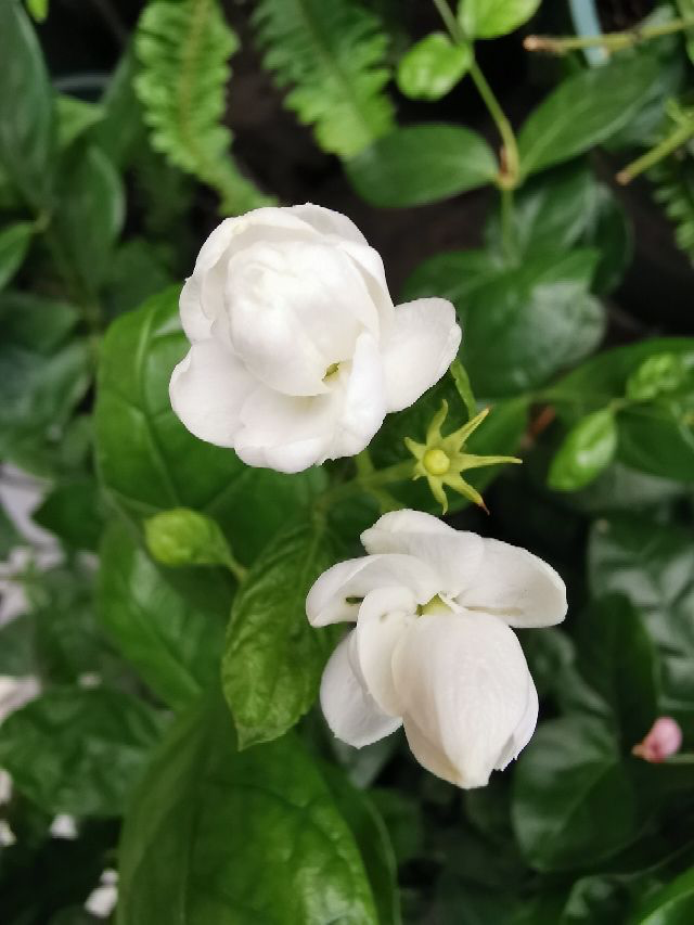 花的種植,花的種植方法和過程