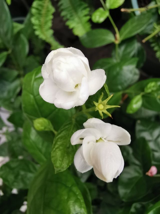 花的种植,花的种植方法和过程