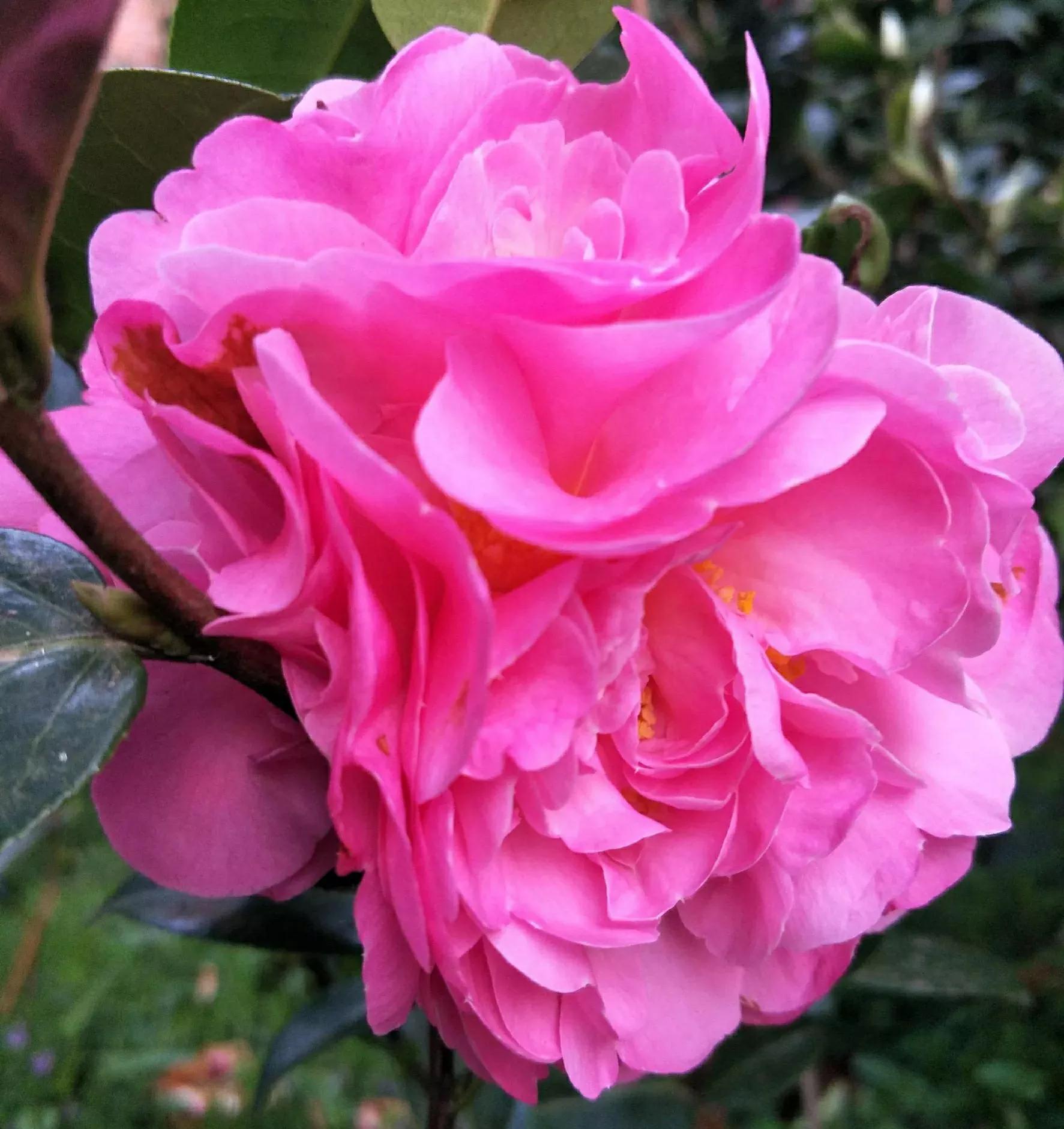 与花友们分享一些有个性的茶花品种 - 114知识网