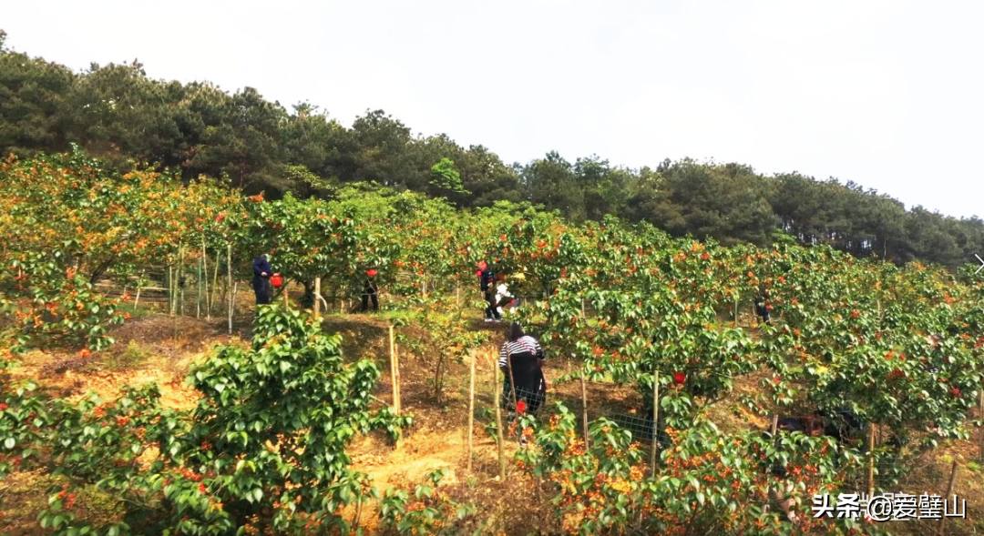 出发！今天带你去璧山北部踏春，你去过哪些？