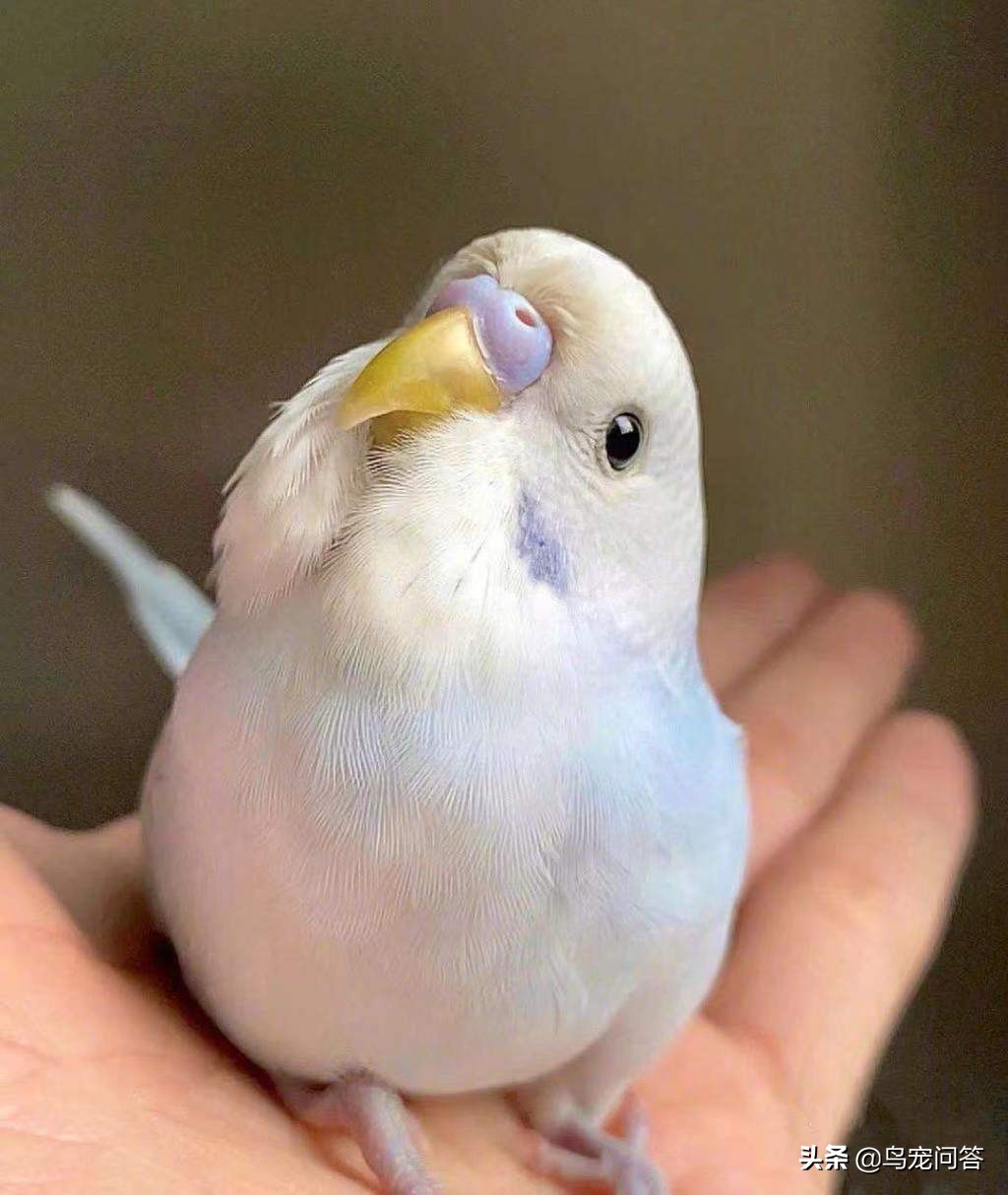 虎皮鹦鹉:果然是又虎又皮,还是移动的碎纸鸡