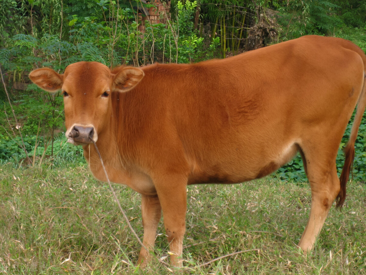 牛价丨黄牛肉用牛价格怎么样了?附全国肉牛价格行情