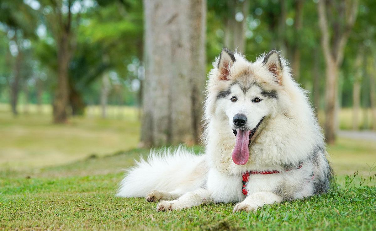 成年阿拉斯加犬多少钱一只(阿拉斯加犬太可爱了) - 价格百科