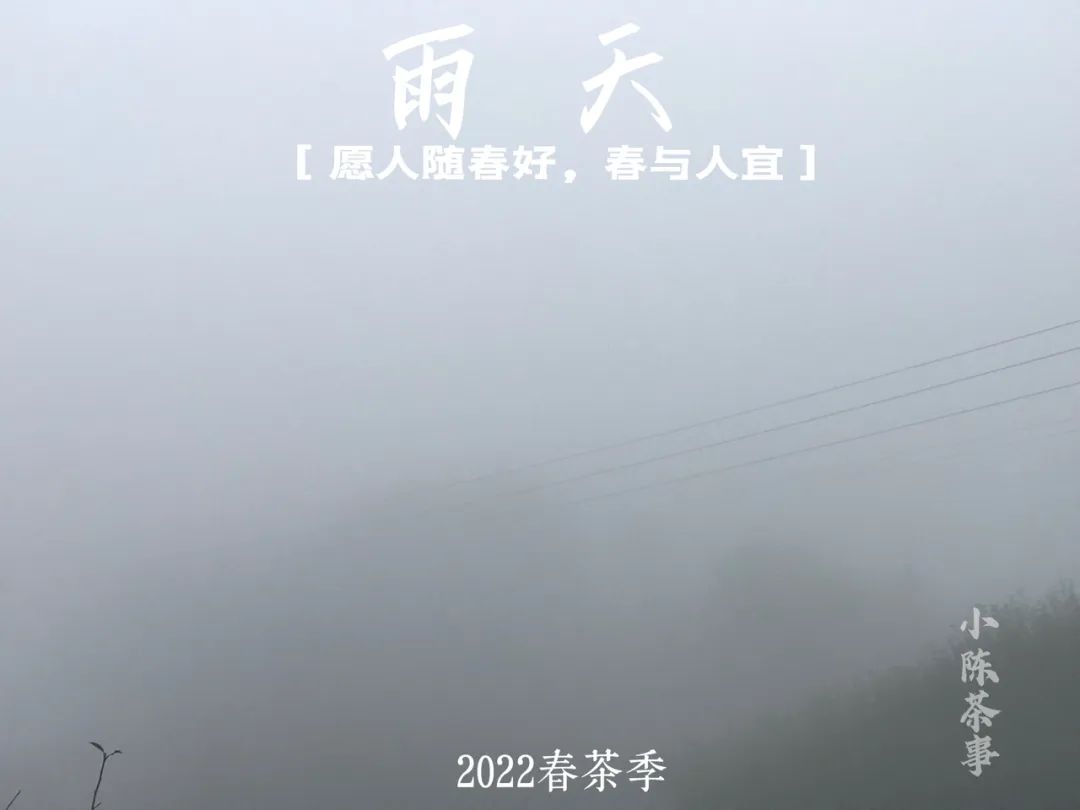 春茶季，太姥山间的春雨，总是和薄雾相伴在一起，滋润着一方茶山