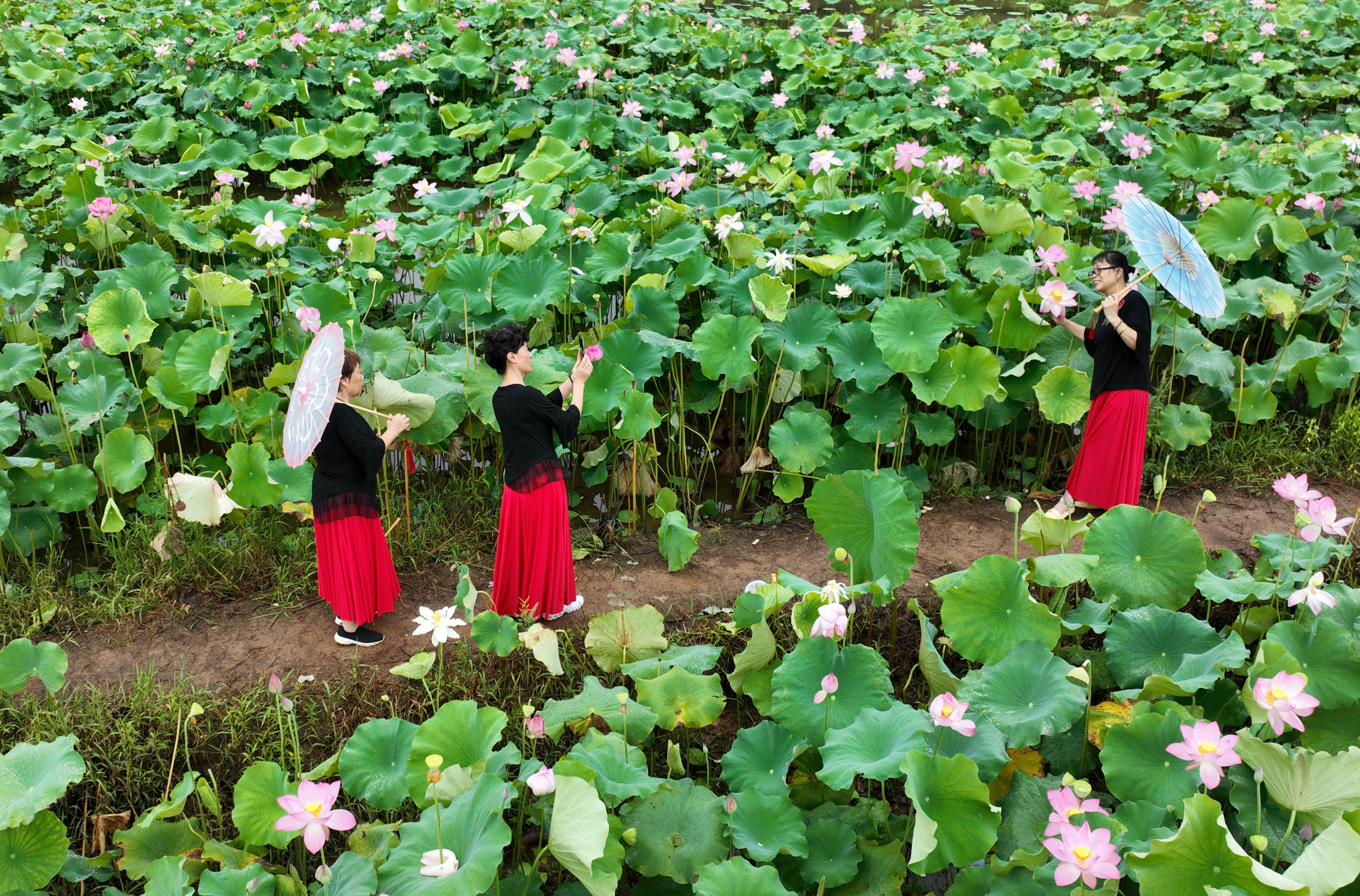 江西上饶：荷花绽放醉游客