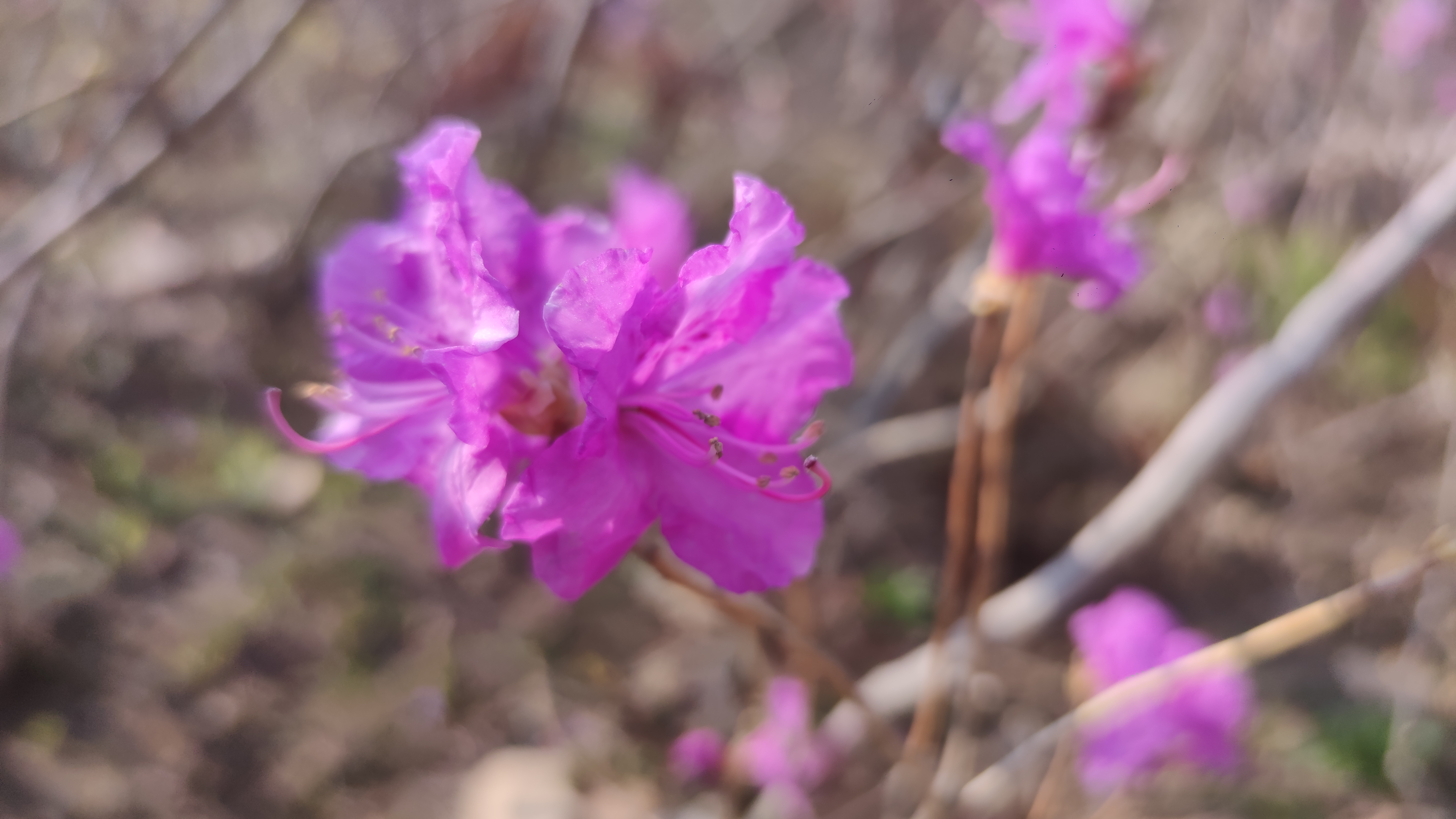 早春，大珠山探寻万亩杜鹃花开爬山游记