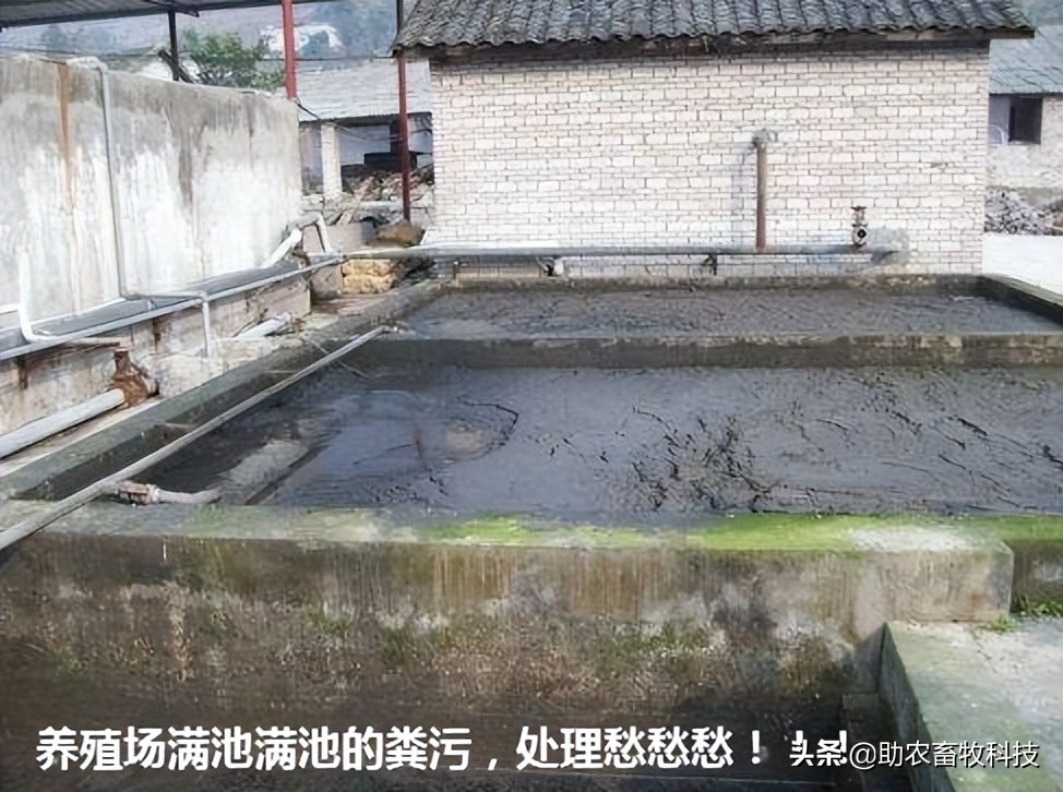 养殖场废水两种低成本快速处理技术，短时间解决环保问题