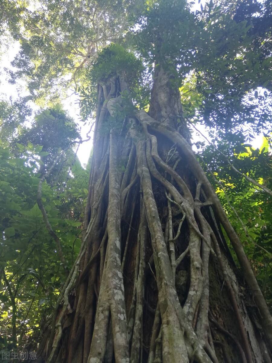 爱上大自然的一抹绿，轻松玩转森林秘境，打卡8处国内最美森林