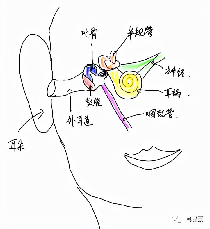 耳朵内部结构的示意图简化版的耳朵内部结构,主要需要知道的是鼓膜