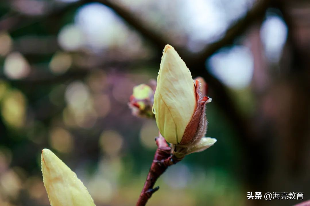 注意！前方一大波春日校园美景来袭