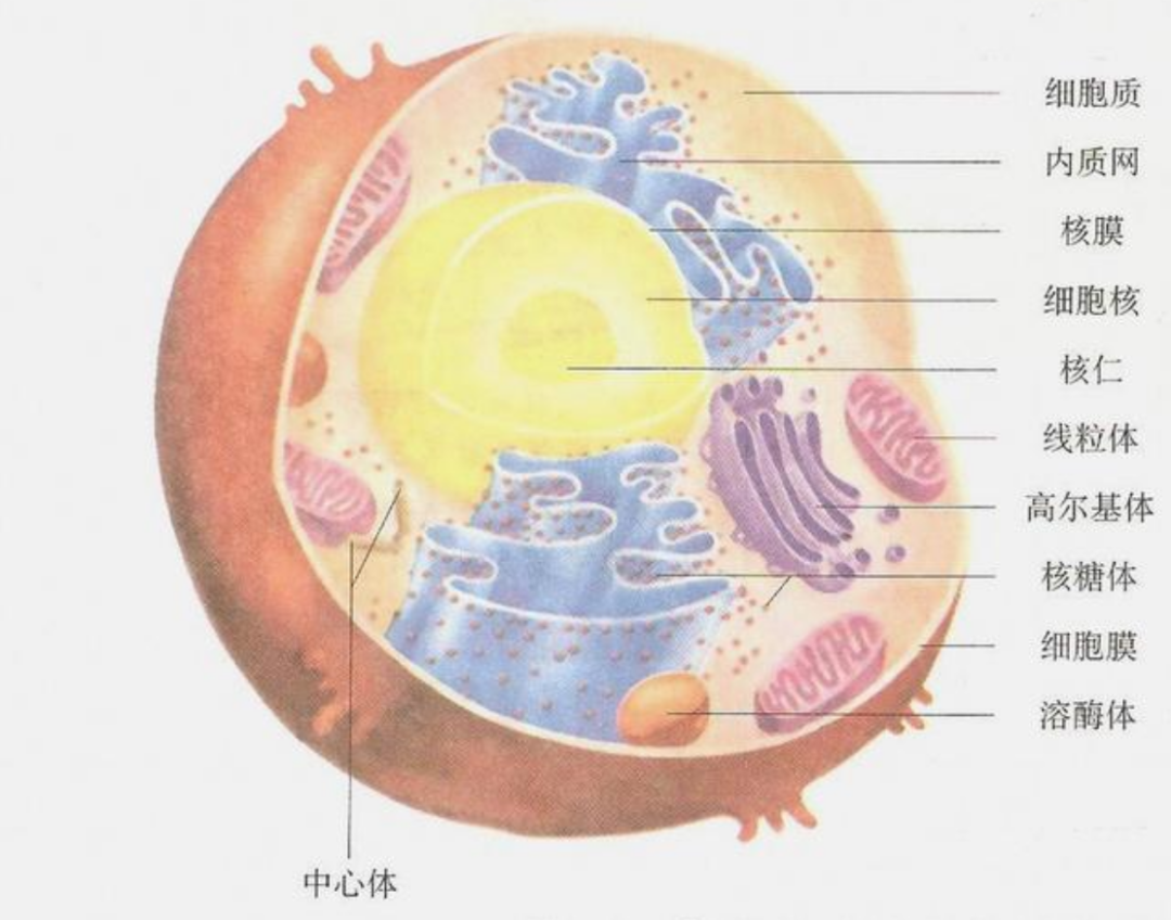 生活在远古海洋中的5大“可怕巨兽”，每一个都超乎你的想象