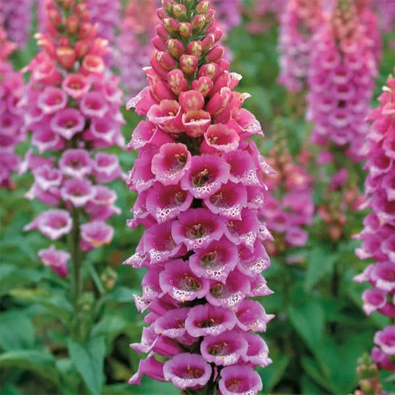 花朵美图｜温柔甜美的初吻、大丽花、耧斗菜花朵合集160张