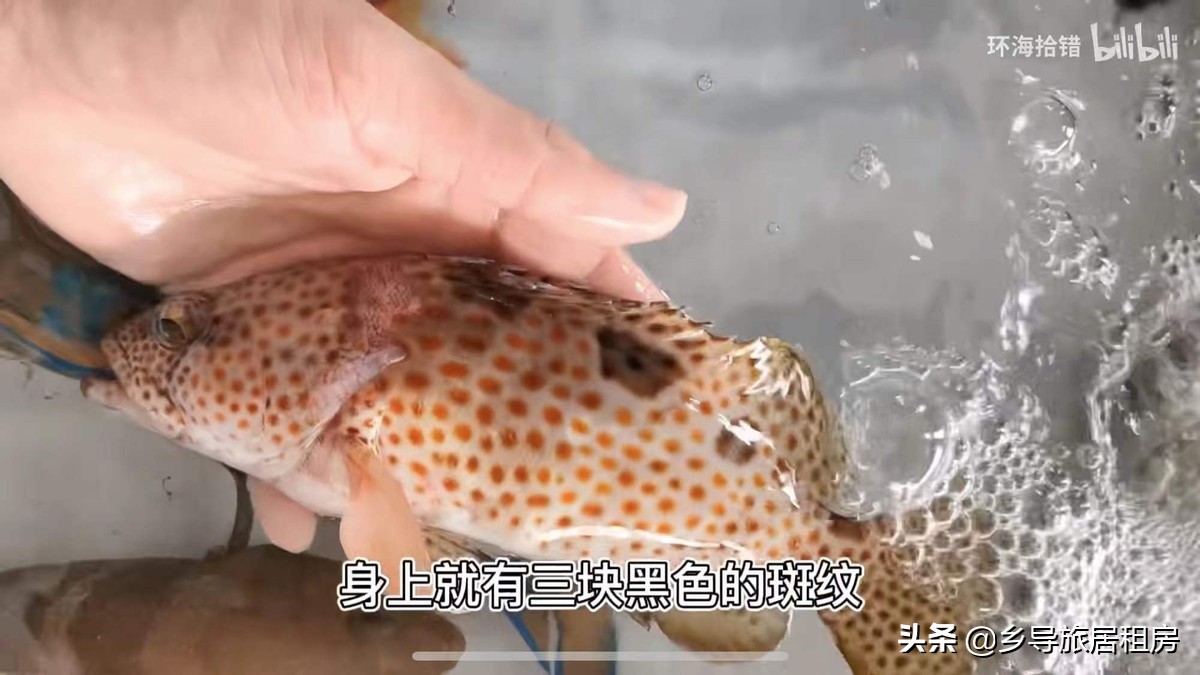 石斑魚圖片,石斑魚圖片大全 圖片高清