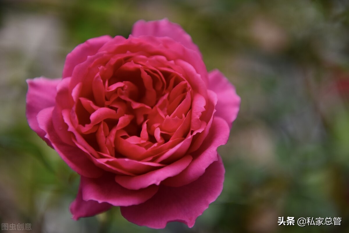 向日葵有个很好的花语：入目无他人，四下皆是你