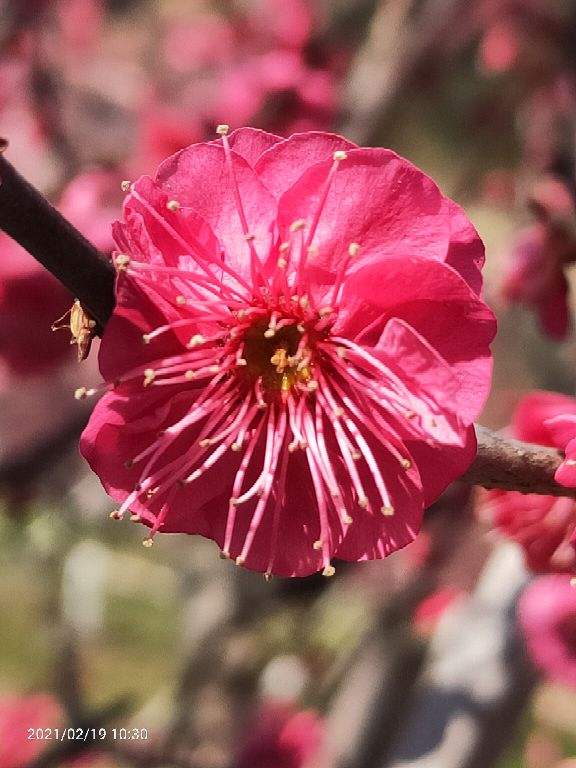 石榴花幾月開,石榴花幾月開花