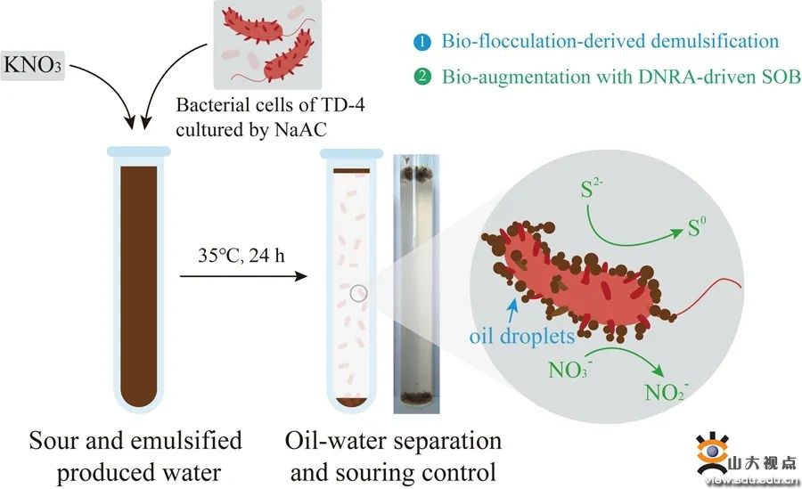 请查收！山大最新学术一览