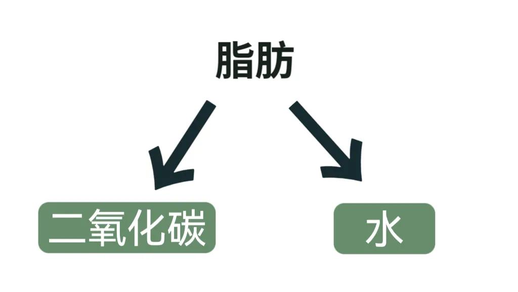减脂必看,真正减掉一公斤脂肪,到底需要多长时间?
