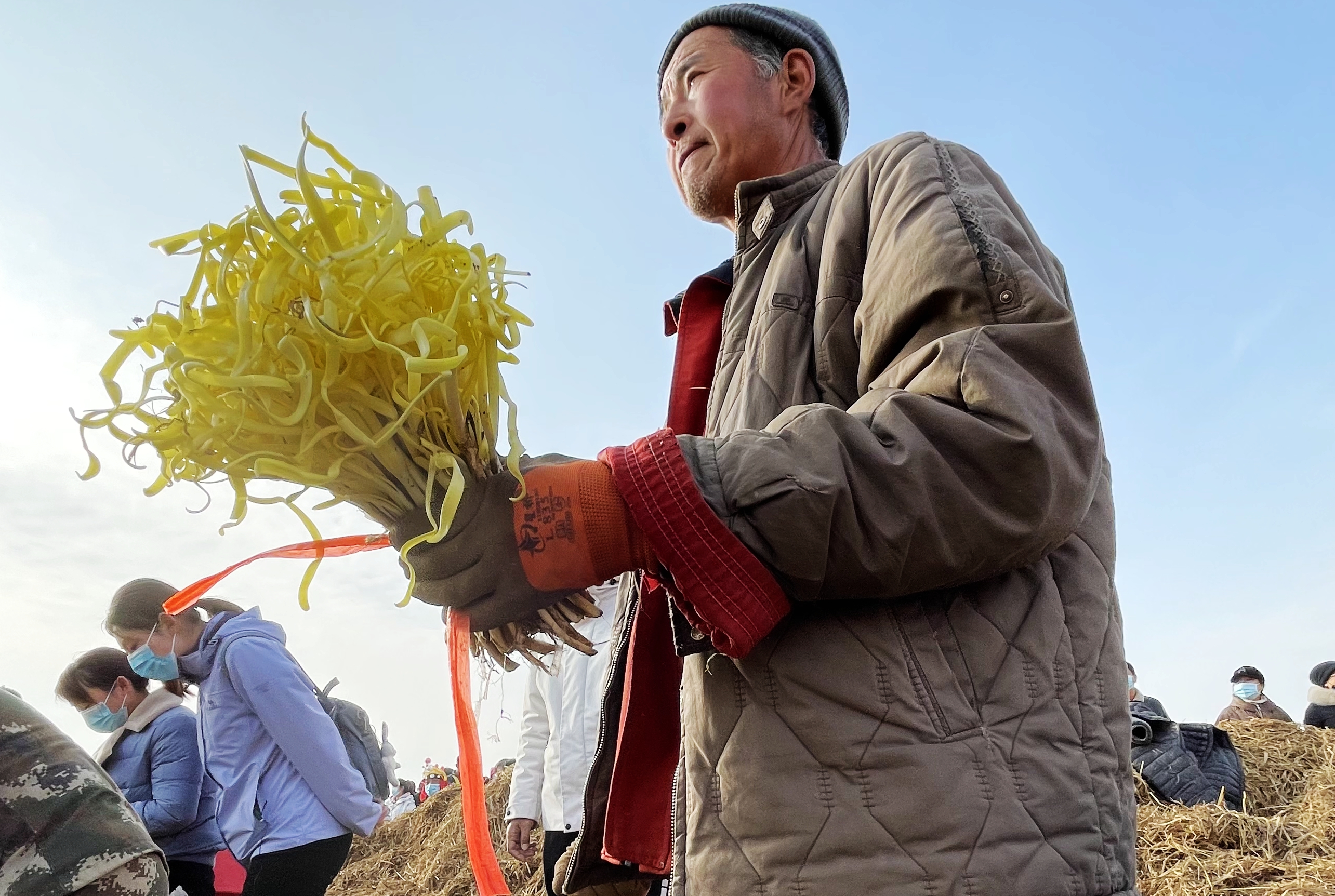 今天，西固区西柳沟街道张家大坪村“金凰后”韭黄开镰啦！