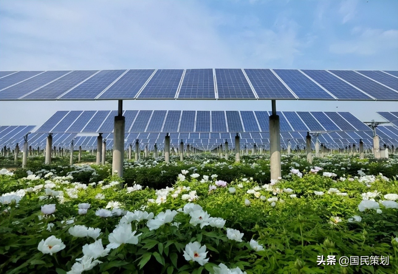 社会资本下乡，巧借“农光互补”毁麦，背后的肆无忌惮不容忽视？