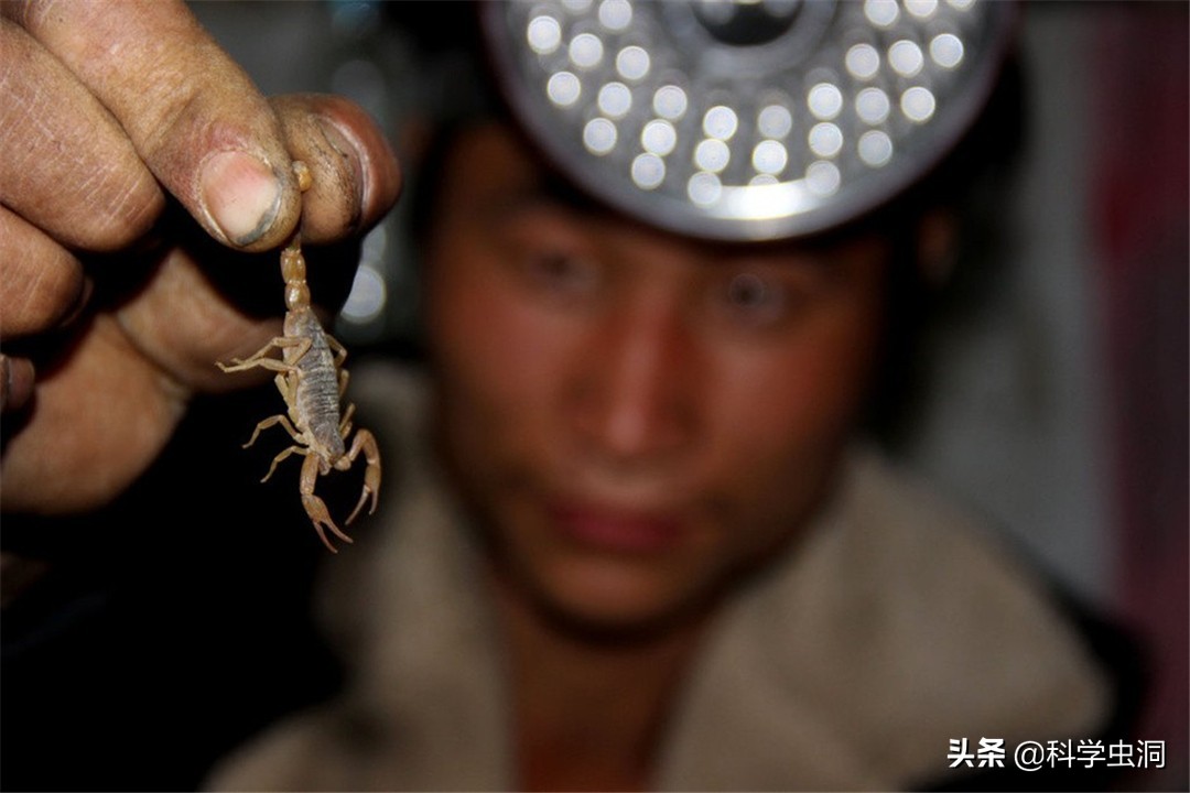 疯狂！每年吃掉100吨蝎子，多地无蝎可捉，暴利下暗藏多少隐忧？
