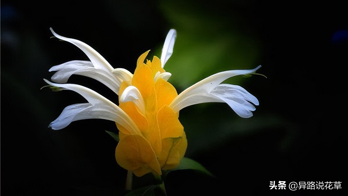 八种常见花的花语激励人心，蕴含人生哲理