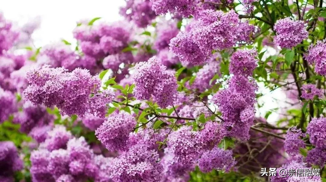 40款观花乔木,各有乾坤的开花高手