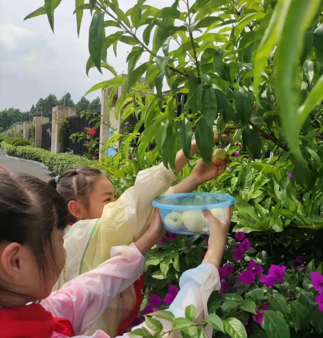 快乐劳动 幸福童年｜记双流区实验小学外国语学校劳动系列课程