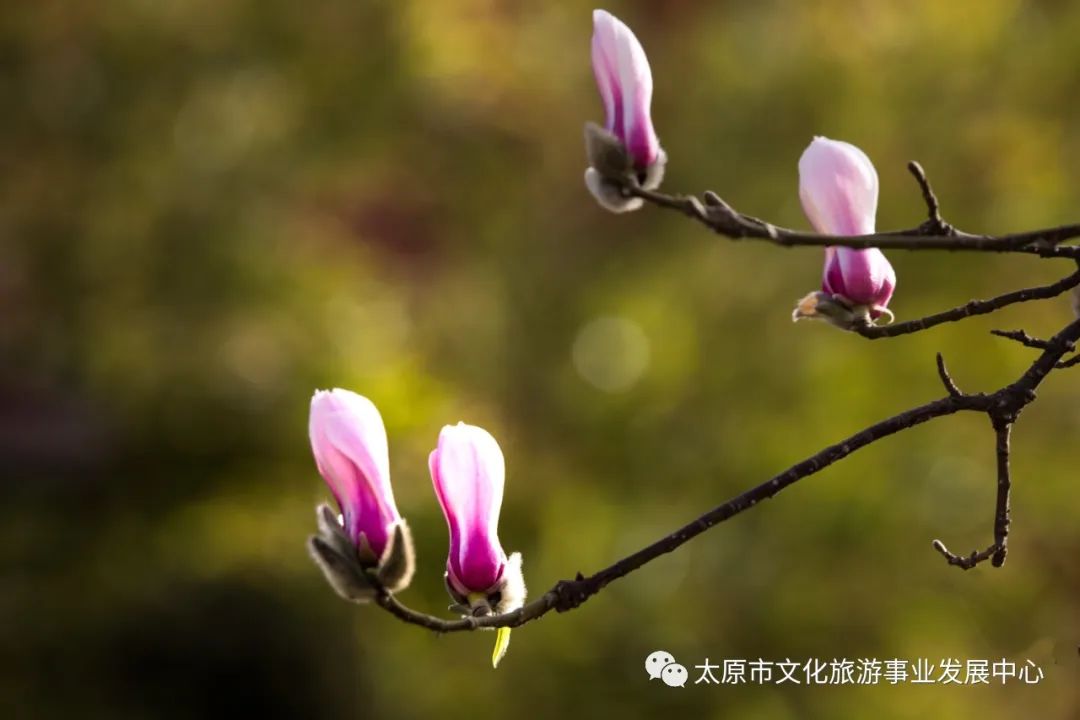 线上展览|“山河春意 锦绣太原——花的世界”主题摄影线上图片展（八）