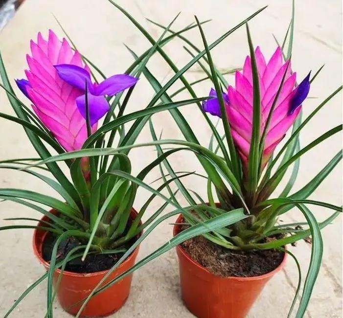 铁兰花一一坚强