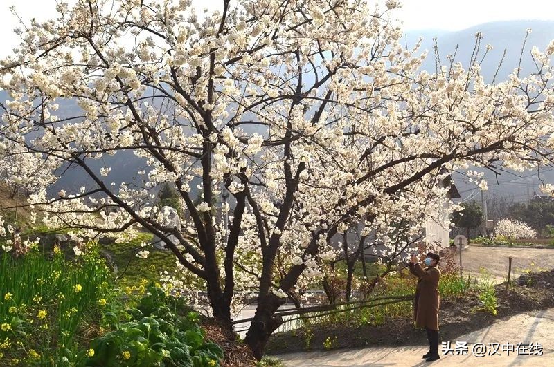 寧強縣七盤關：花爭艷 春意濃