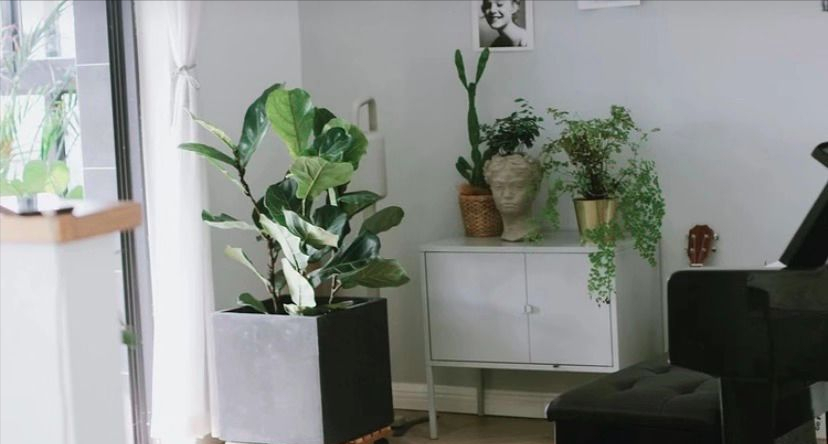 全网最火的12种高颜值绿植，杀手or圣手，就看这篇了