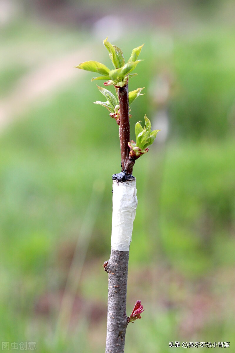 果樹哪些情況下需要嫁接?什麼時間嫁接,怎樣嫁接成活率高?