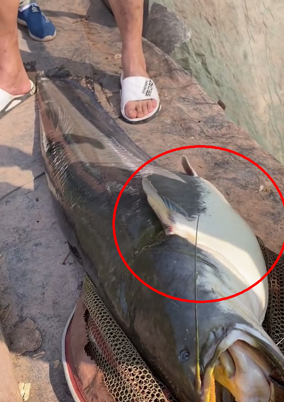 四川钓友钓到89斤"鲶鱼王"多人劝放生,网友:养起来