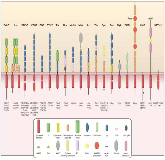 开发DNA分子机器人！他任职湖南985，成果有望应用于肿瘤、糖尿病等疾病治疗！