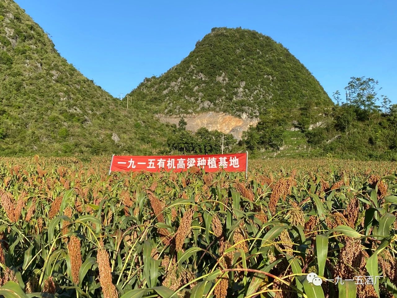 贵州一九一五系列酒进驻漯河