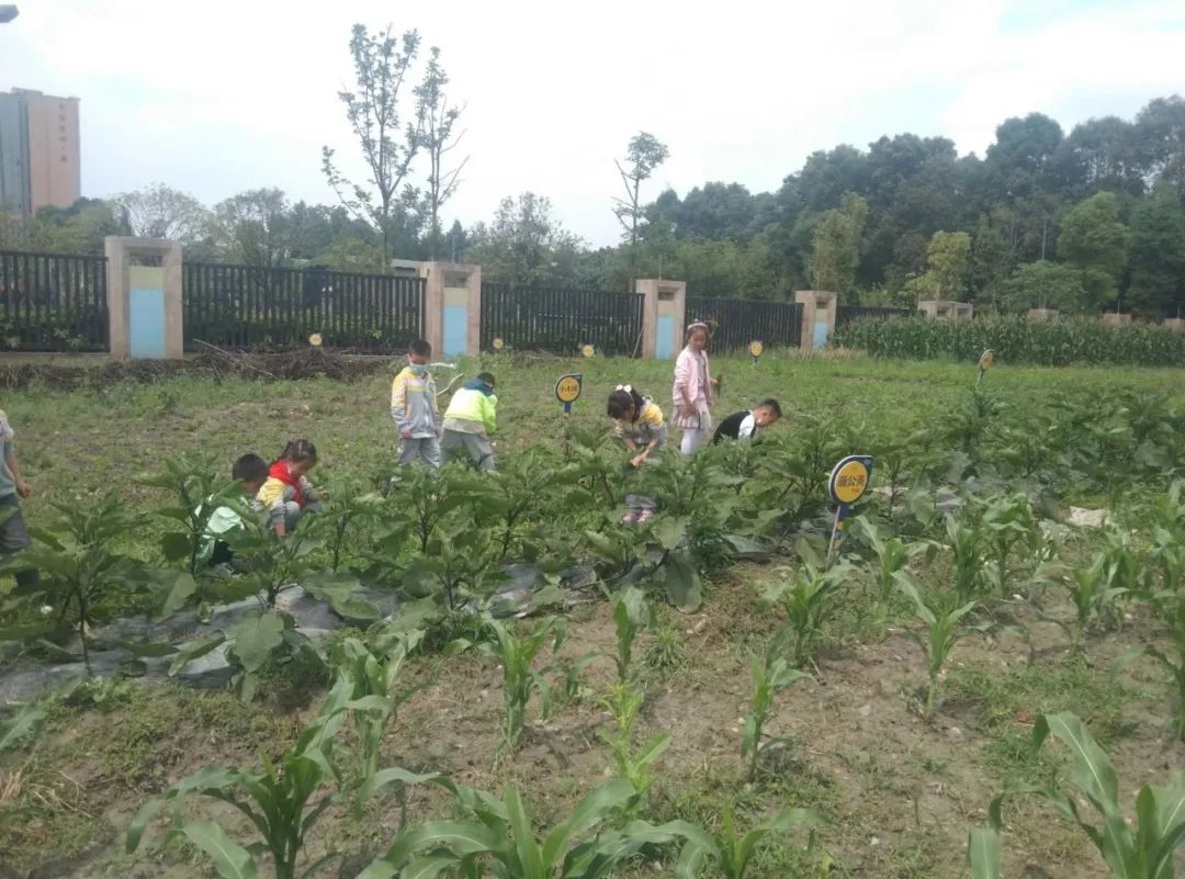 快乐劳动 幸福童年｜记双流区实验小学外国语学校劳动系列课程