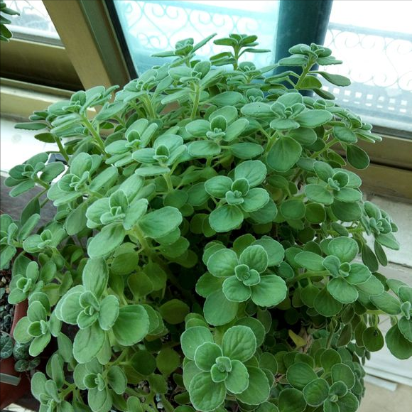 5种“香香花”摆在卫生间，臭味通通跑光，跟喷了香水儿似得