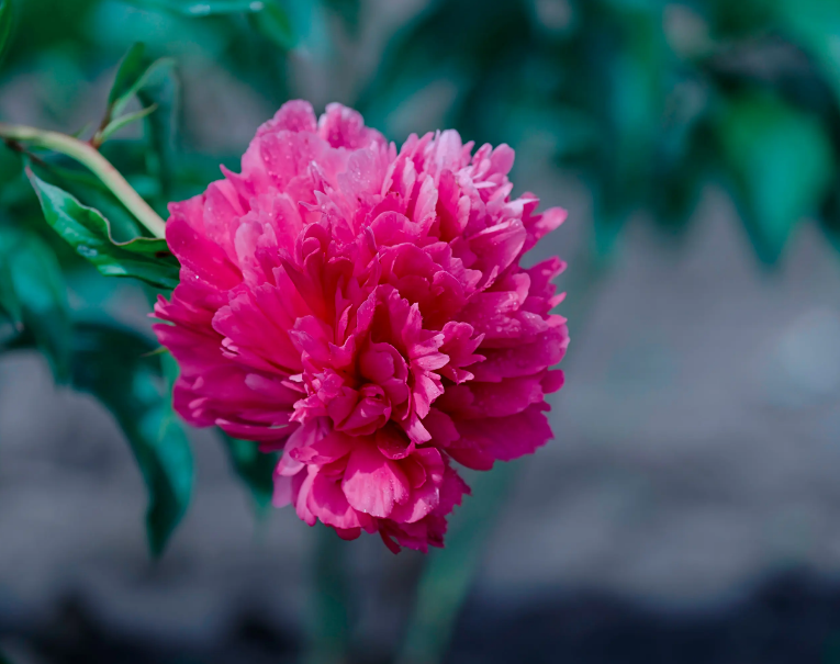 「诗词鉴赏」芍药不嫌春欲老，十二首芍药的诗词，好似牡丹倾国色