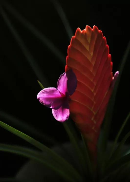 铁兰花寓意及花语图片